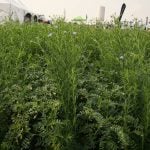 Chickpea flax intercropping on display by Agriculture and Agri-Food Canada at Ag in Motion 2025.