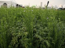 Chickpea flax intercropping on display by Agriculture and Agri-Food Canada at Ag in Motion 2025.