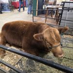 Canada’s beef sector hopes to see knowledge advances in a variety of topics from the newest funding round announced by the Beef Cattle Research Council. PHOTO: MIRANDA LEYBOURNE
