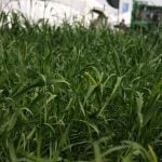 Barley variety mix in crop plot at Ag in Motion 2025.