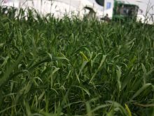 Barley variety mix in crop plot at Ag in Motion 2025.