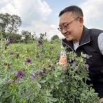 Bill Biligetu, forage crop breeder at the University of Saskatchewan, studies the purple flowers found in the alfalfa plots at Ag in Motion, a farm show held July 15-17 near Langham, Sask.