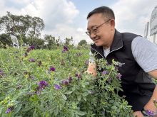 Bill Biligetu, forage crop breeder at the University of Saskatchewan, studies the purple flowers found in the alfalfa plots at Ag in Motion, a farm show held July 15-17 near Langham, Sask.