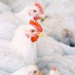 White chickens with red combs in a crowded barn.