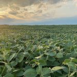 A soybean field with the sun setting behind clouds in the distance.