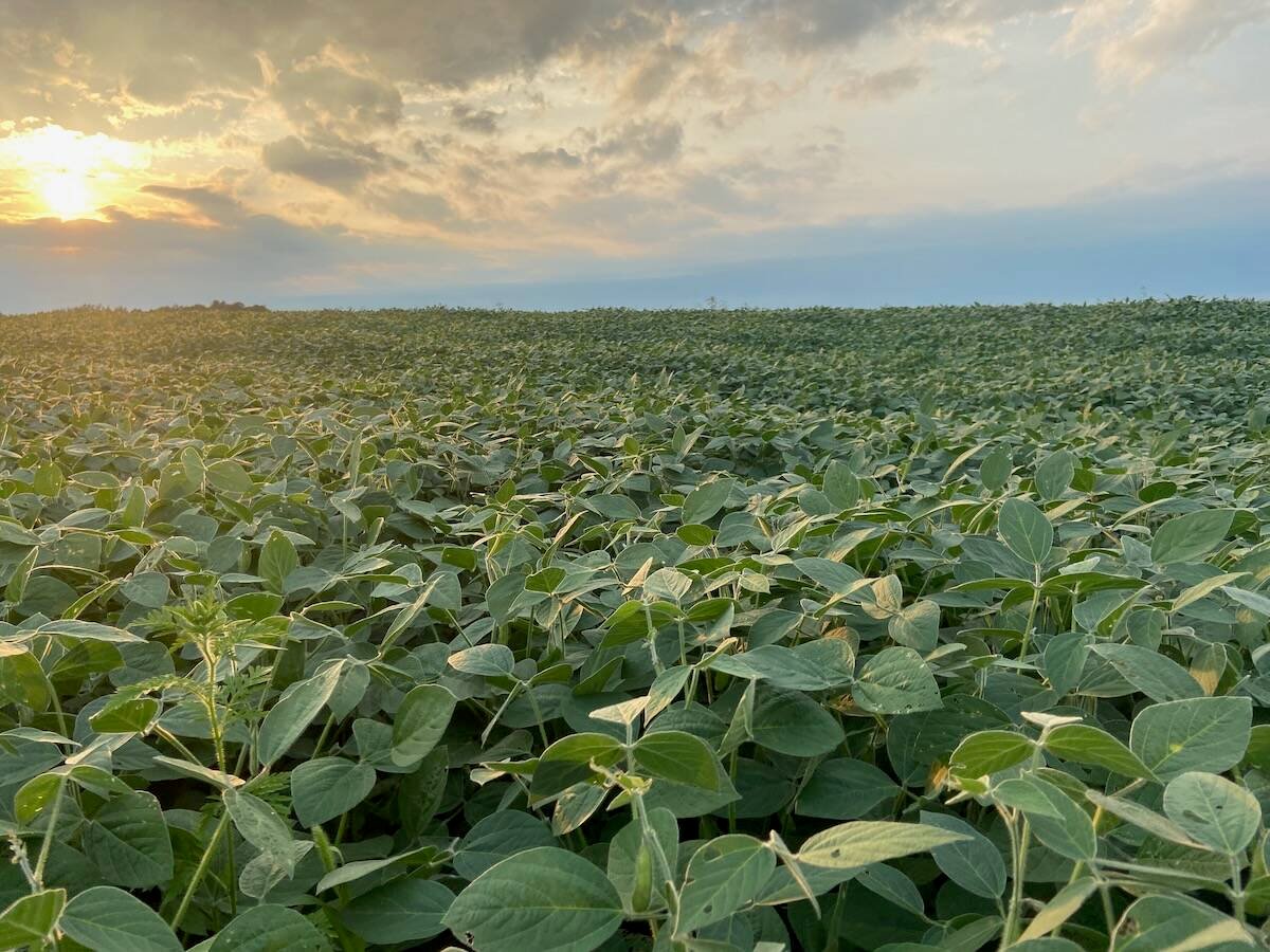 A soybean field with the sun setting behind clouds in the distance.