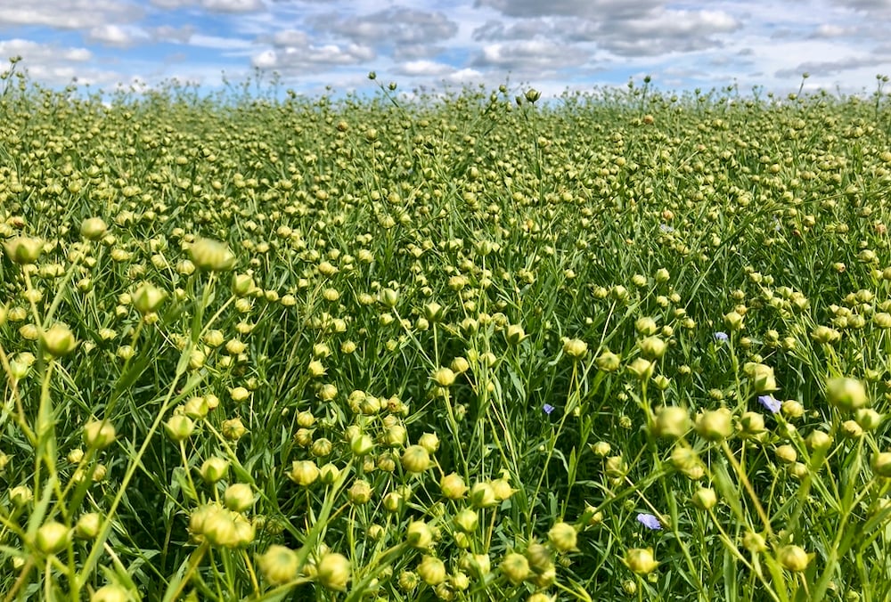 The Diverse Field Crops Cluster is a research project examining how to improve crop production while limiting nitrogen emissions. Crops such as camelina, carinata, flax (seen here), sunflower and mustard are the focus area of the project. Photo: Greg Berg