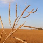 Close-up of the pods on a ripe canola plant with the rest of the canola field blurred in the background.