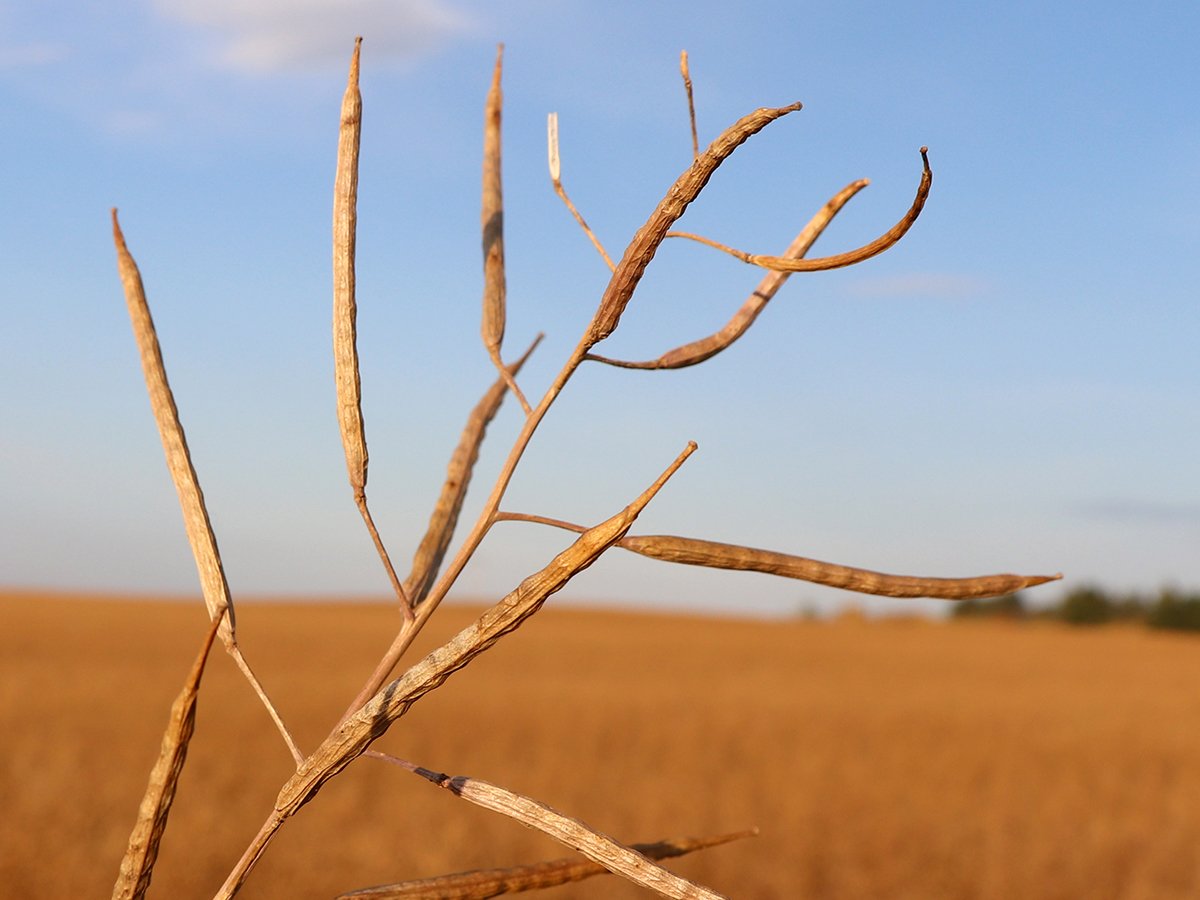 Close-up of the pods on a ripe canola plant with the rest of the canola field blurred in the background.