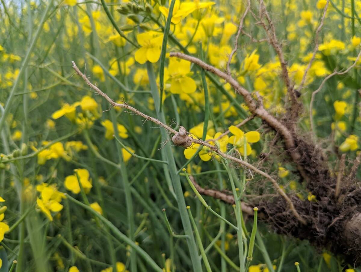 A blooming canola plant showing the early stages of clubroot.