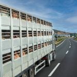 Pigs inside a transport trailer on a highway.