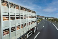 Pigs inside a transport trailer on a highway.