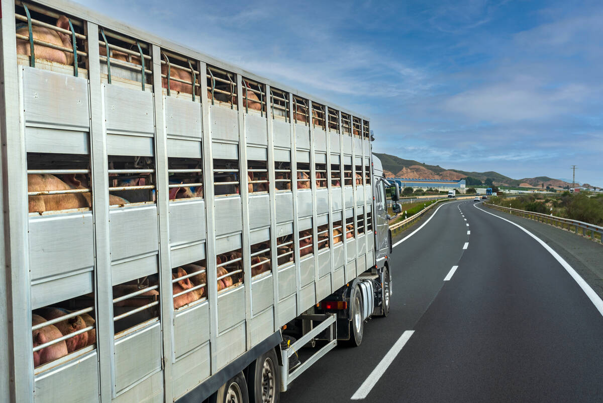 Pigs inside a transport trailer on a highway.