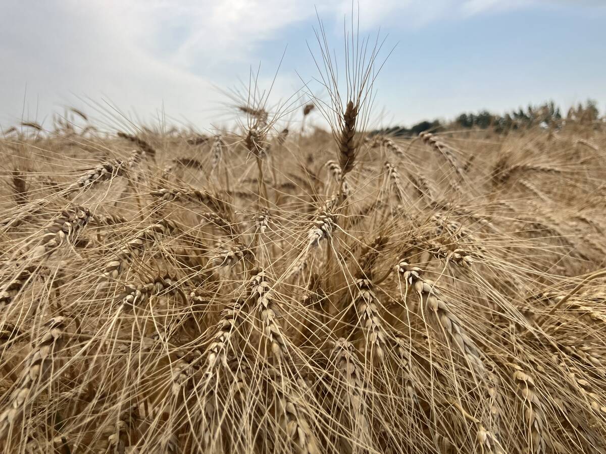 Informa raises U.S. 2017 soy plantings forecast, lowers corn -trade
