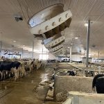 The interior of a modern dairy barn showing the fans on the ceiling to keep the cattle comfortable.