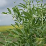 Close-up of a lentil plant.