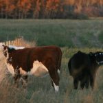 Two calves in a pasture standing near a barbed wire fence that disappears into the distance.