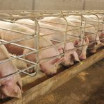 Daily customized diets for pigs slash environmental impact by 40 per cent and cut feeding costs by 12 per cent, a study from the University of Guelph has found. Photo: songqiuju/Getty Images
