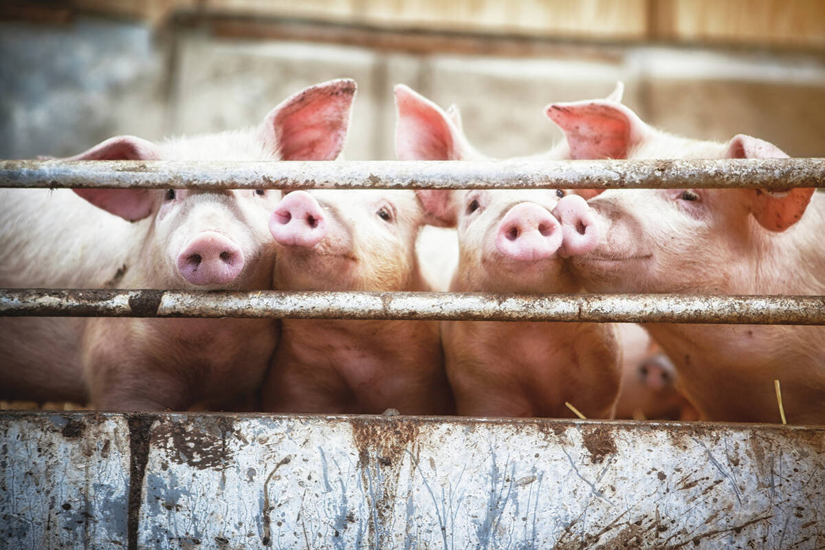 Happy pigs living on organic ecological farm in Denmark..