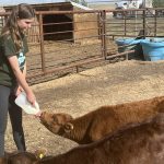 A young girl bottle feeds a calf in an outdoor pen.