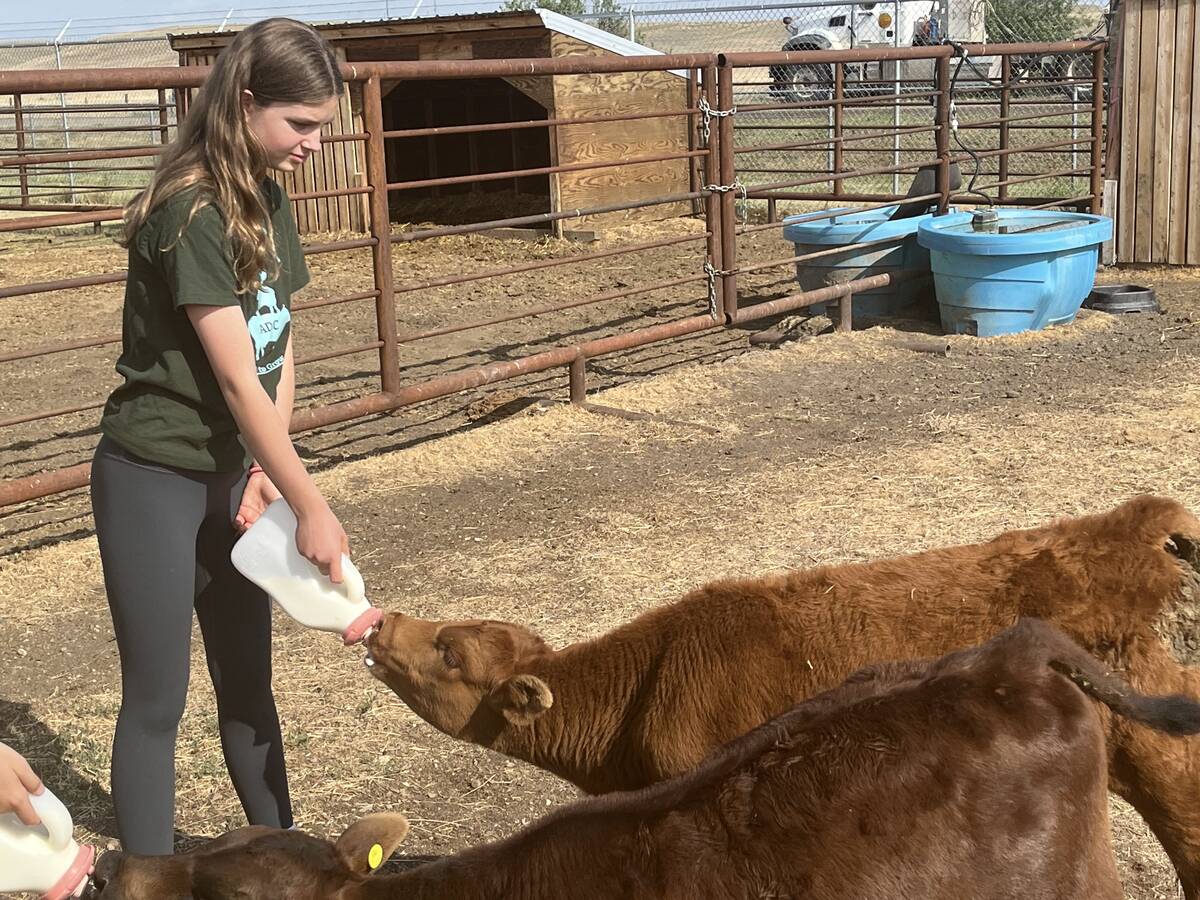 A young girl bottle feeds a calf in an outdoor pen.