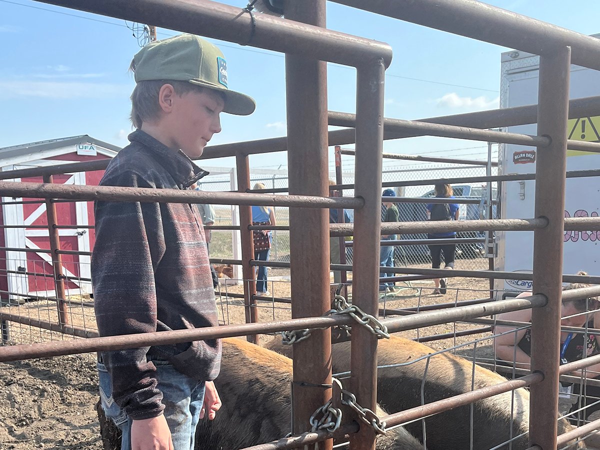 A young boy in a ball cap stands beside some animals in an outdoor pen.