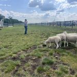 Jared Epp stands near a small flock of sheep and explains how he works with his stock dogs as his border collie, Dot, waits for command.