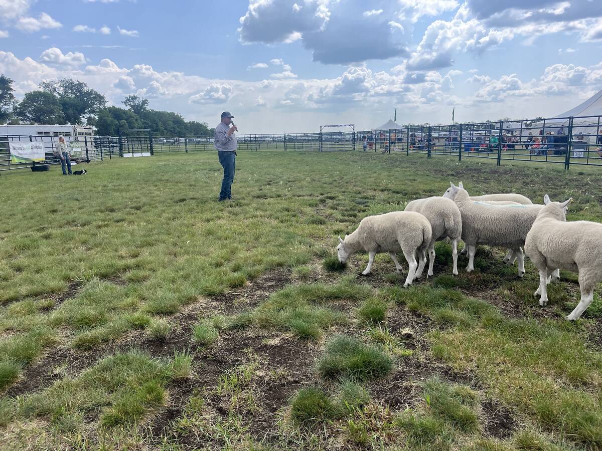 Jared Epp explains how he works with his stock dogs as his border collie, Dot, waits for command.