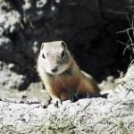 Delegates to the Saskatchewan Association of Rural Municipalities convention say rural residents need access to liquid strychnine to control gophers. (File photo)