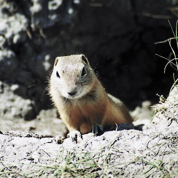 Delegates to the Saskatchewan Association of Rural Municipalities convention say rural residents need access to liquid strychnine to control gophers. (File photo)