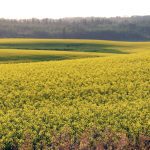 Agriculture ministers have agreed to work on improving AgriStability to help with trade challenges Canadian farmers are currently facing, particularly from China and the United States. Photo: Robin Booker