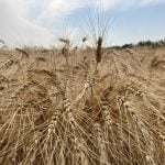 Ripe wheat near Selkirk, Manitoba in late August, 2024. | Greg Berg photo