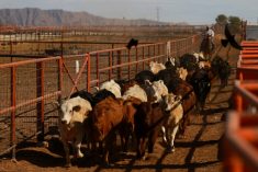Cattle are herded by a worker to be returned in a trailer to their place of origin, after the United States halted imports of Mexican cattle due to the detection of a New World screwworm case, at the facilities of the Regional Livestock Union of Chihuahua at the Jeronimo-Santa Teresa border crossing, on the outskirts of Ciudad Juarez, Mexico, November 27, 2024. REUTERS/Jose Luis Gonzalez