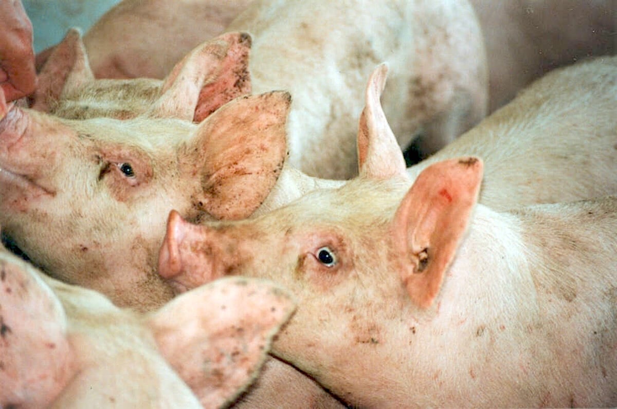 hogs