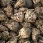 They may not look that pretty in the pile, but sugar beets are loaded with sweetness. These beets were dug Oct. 10 near Burdett, Alta., as harvest of the crop got underway in earnest.