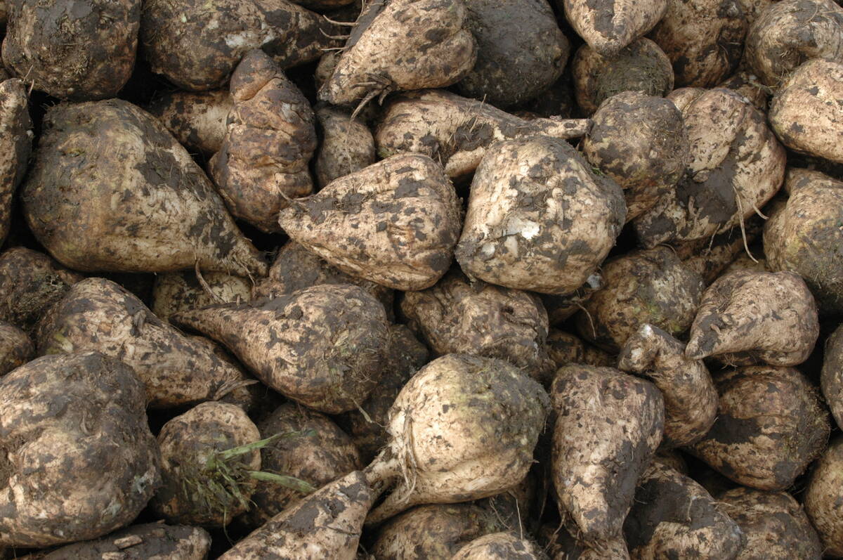 They may not look that pretty in the pile, but sugar beets are loaded with sweetness. These beets were dug Oct. 10 near Burdett, Alta., as harvest of the crop got underway in earnest.