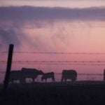 cattle