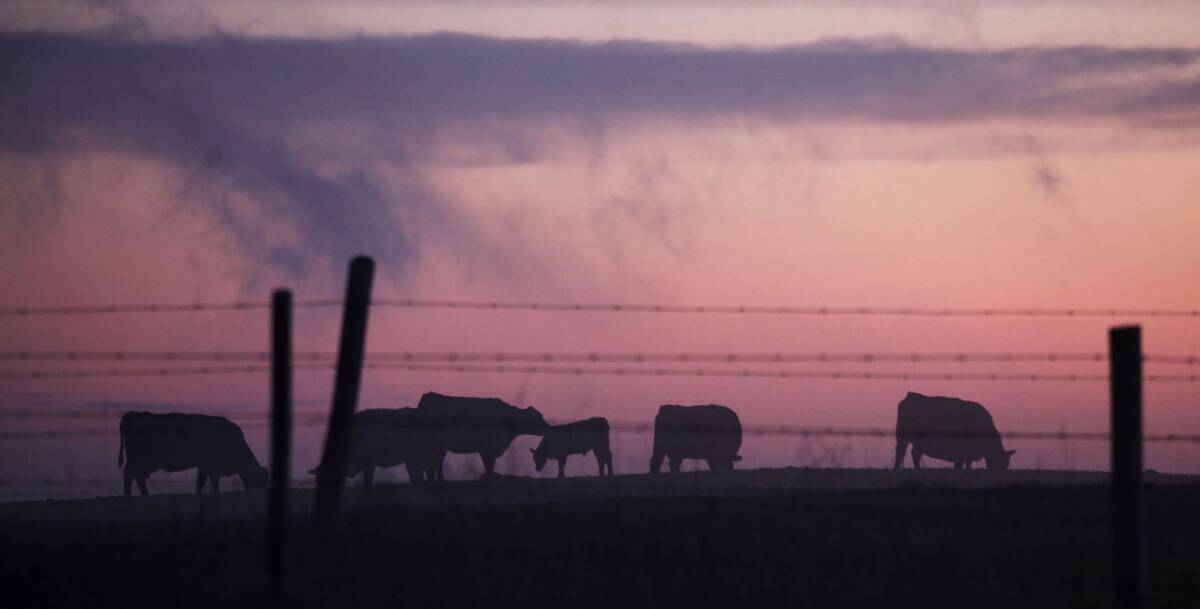 cattle