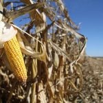 Grain corn acres are expected to jump slightly this year in Manitoba, possibly hitting 400,000 acres | Robert Arnason photo