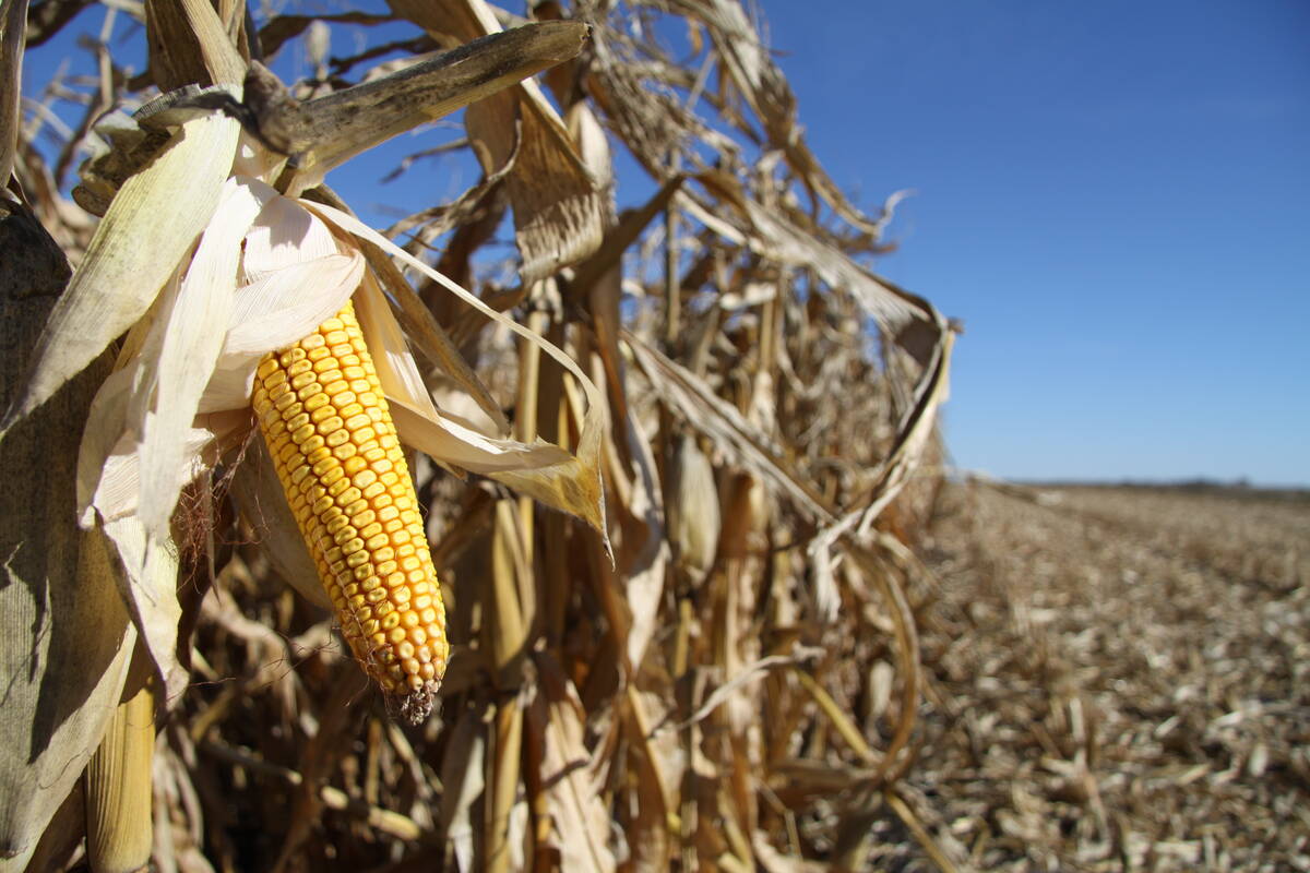 Grain corn acres are expected to jump slightly this year in Manitoba, possibly hitting 400,000 acres | Robert Arnason photo