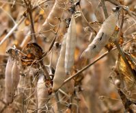 Last used Sept 15, 2022
The American pea harvest is estimated to be 747,210 tonnes this year, a far cry from the 387,780 tonnes produced during last year’s drought. SKL
Last used Oct 14, 2021. An Israeli company hopes its new high-protein yellow pea variety can be registered next year and commercialized for 2023.  SKL
Yellow peas varieties have several newer options than the ones that producers are regularly growing.  |  File photo