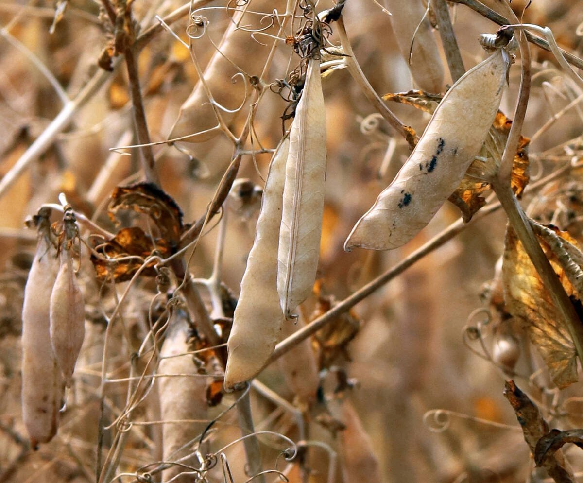 Last used Sept 15, 2022
The American pea harvest is estimated to be 747,210 tonnes this year, a far cry from the 387,780 tonnes produced during last year’s drought. SKL
Last used Oct 14, 2021. An Israeli company hopes its new high-protein yellow pea variety can be registered next year and commercialized for 2023. SKL
Yellow peas varieties have several newer options than the ones that producers are regularly growing. | File photo