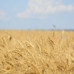 Ripe wheat in a field west of Marcelin, Sask. on August 27, 2022. Photo: Michael Robin