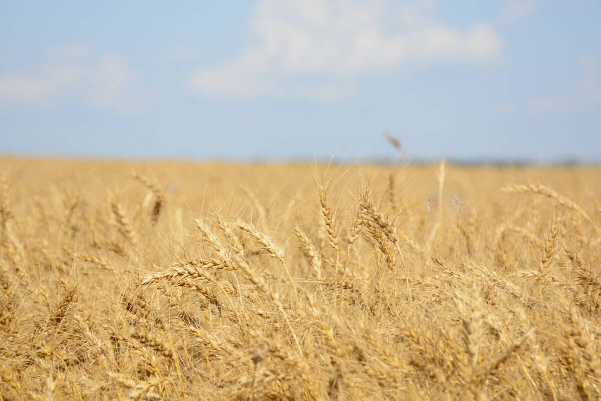 Ripe wheat in a field west of Marcelin, Sask. on August 27, 2022. Photo: Michael Robin