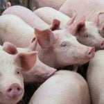 pigs Photo: Getty
