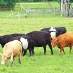 cattle on grass