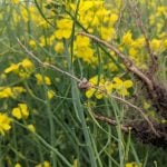 clubroot