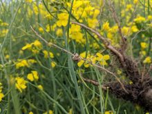 clubroot