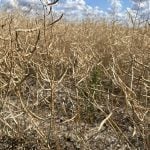 canola, drought