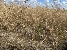 canola, drought